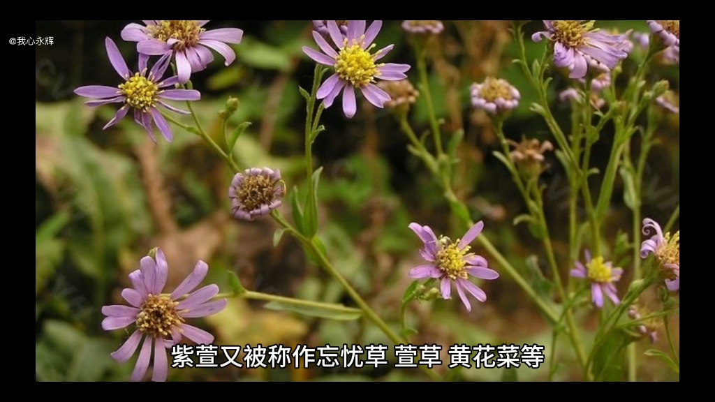 紫萱花 中药图片