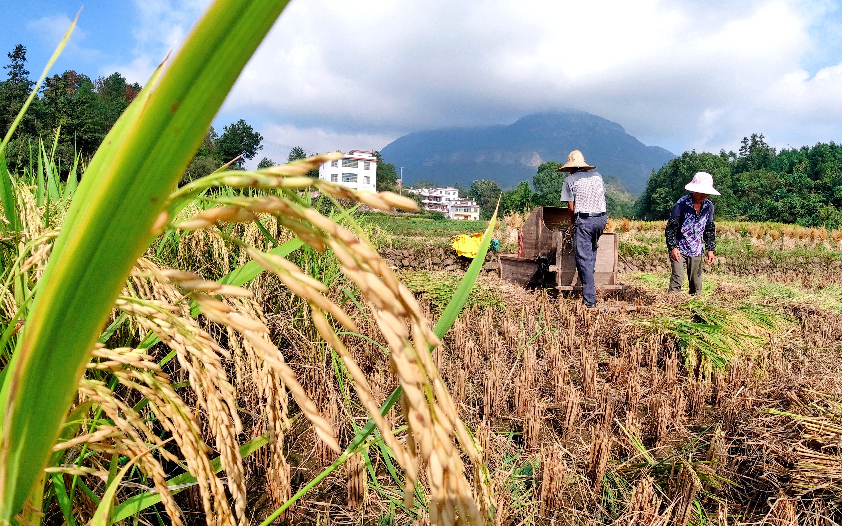 金秋十月,收获之季,赣南小乡村正用传统收谷机收割稻子,一起来看看.