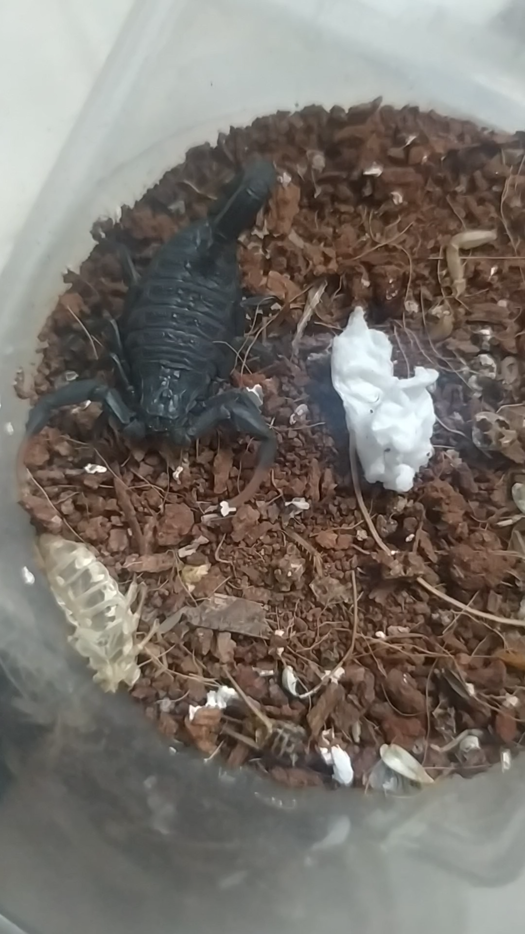 摩洛哥绒毛黑鳄背蝎