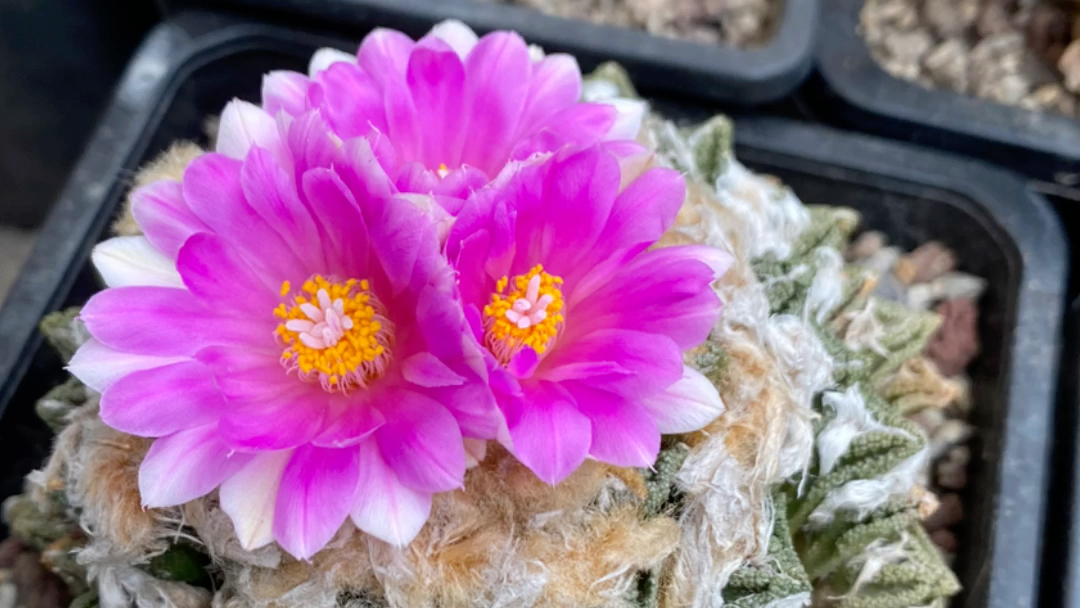 仙人球小百科——ariocarpus岩牡丹花季(三) 500倍速开花全程_哔哩