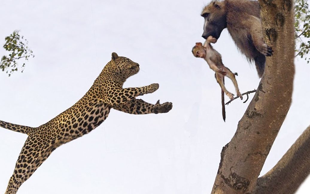 花豹捕杀小猴子,猴子妈妈伤心欲绝,猴王见状直接冲了上去