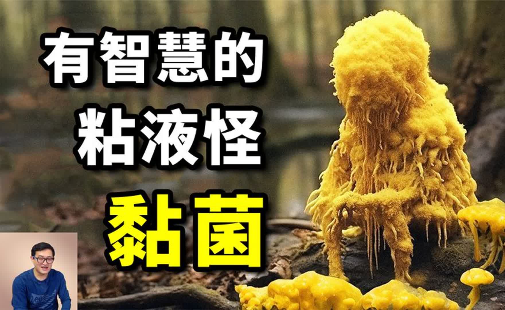 粘液竟然也有智慧,还会走路,世界上最神奇的生物——黏菌哔哩哔哩bilibili