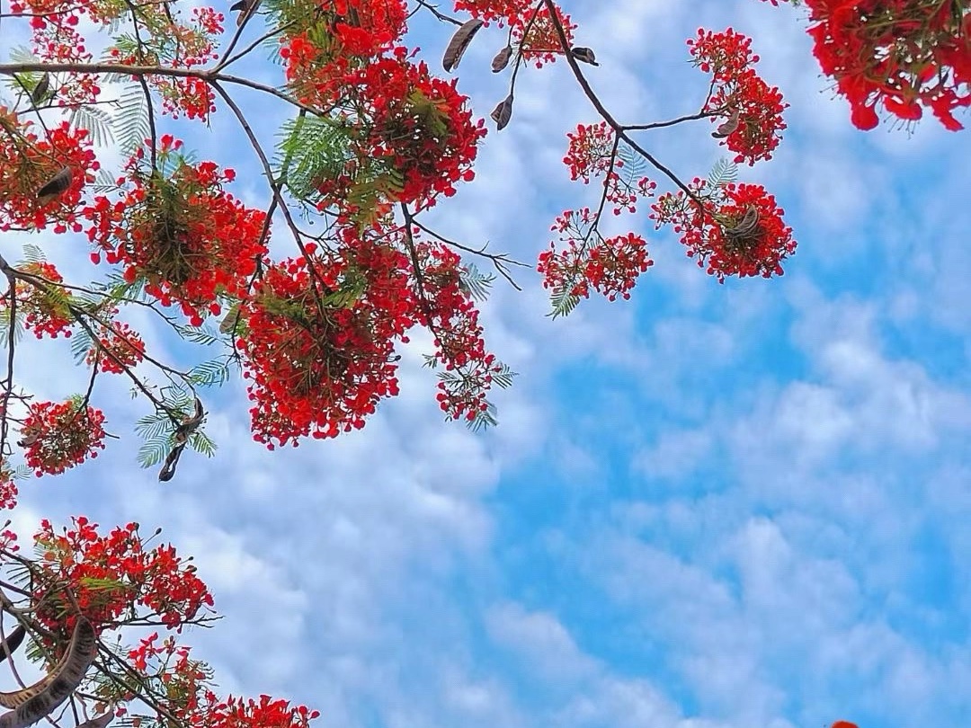 深圳市花,最红的凤凰花