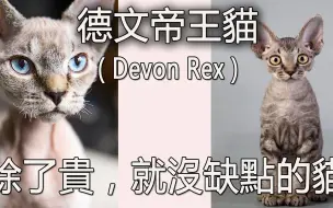 Download Video: 德文帝王猫——除了贵，没有缺点的猫