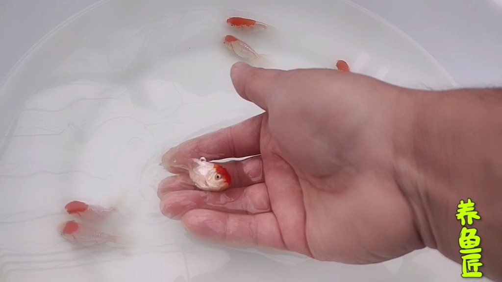 养鱼匠终于还是对传统金鱼下手了,宇野配宫鹅,这属于搂草打兔子