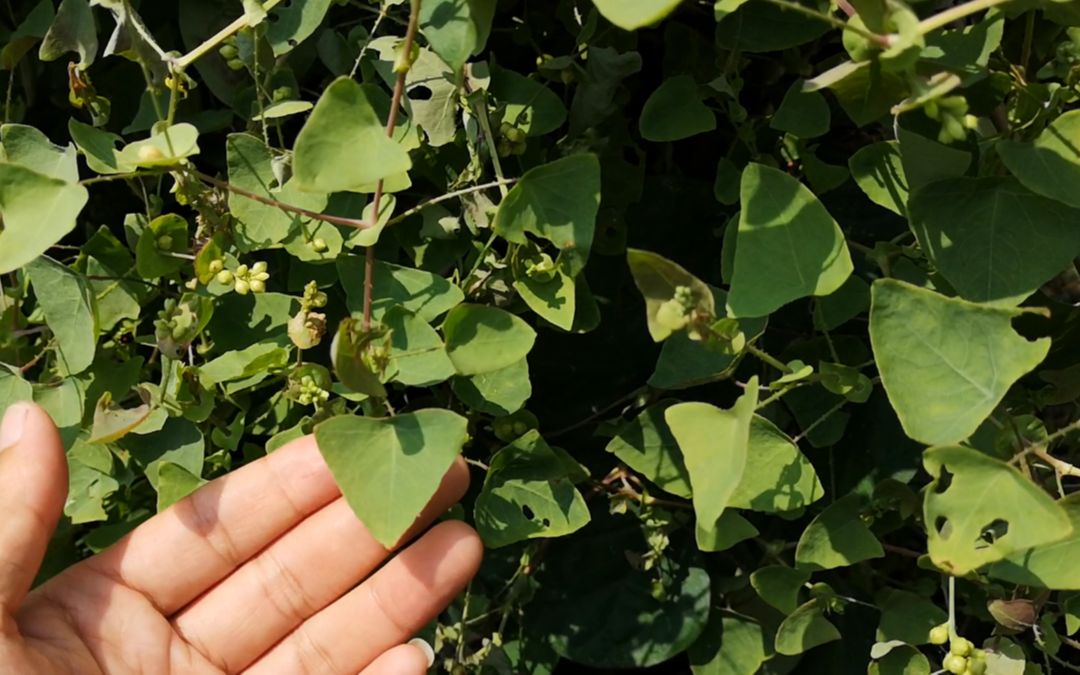 农村常见的蛇退草蛇见了都要倒退逃跑这种草你认识吗