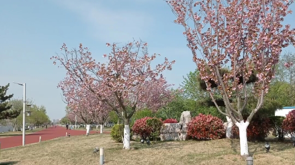 [图]樱花湖