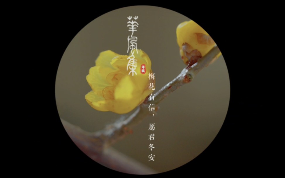 二十四節氣花|小寒