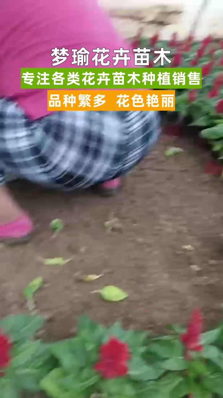 江西孔雀草种植基地 #贵州欧月月季批发价格 #吉林美女樱多少钱 #湖南马兰销售 #天津孔雀草多少钱 #贵州小叶黄杨哪里好 #山西紫薇球种植基地 #黑龙江北...