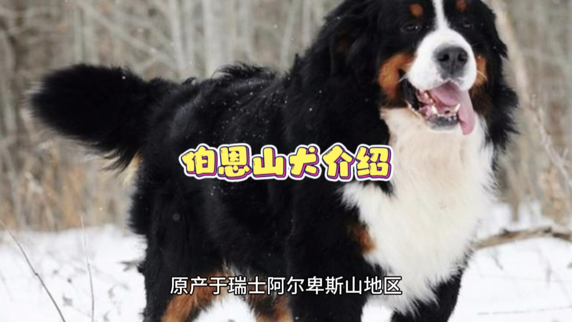 伯恩山犬短毛图片