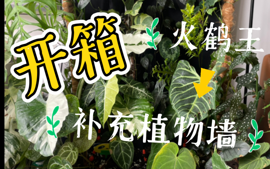 [图]开箱火鹤王，补充一下植物墙