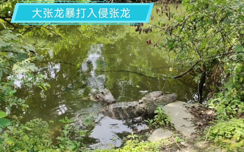 [图]死亡翻滚，大张龙暴打入侵张龙。——野生扬子鳄张龙守护者 护鳄世家