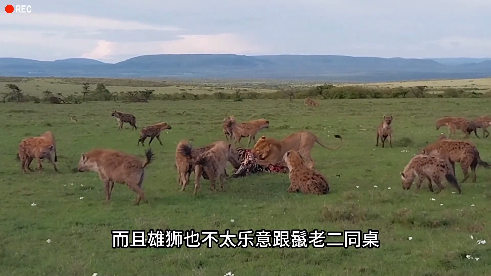 906 鬣狗老二打劫雄狮#神奇动物在抖音 #野生动物零