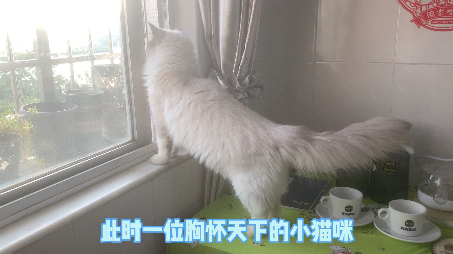 抖音里适合猫的BGM都要给斑斑安排上.哔哩哔哩bilibili