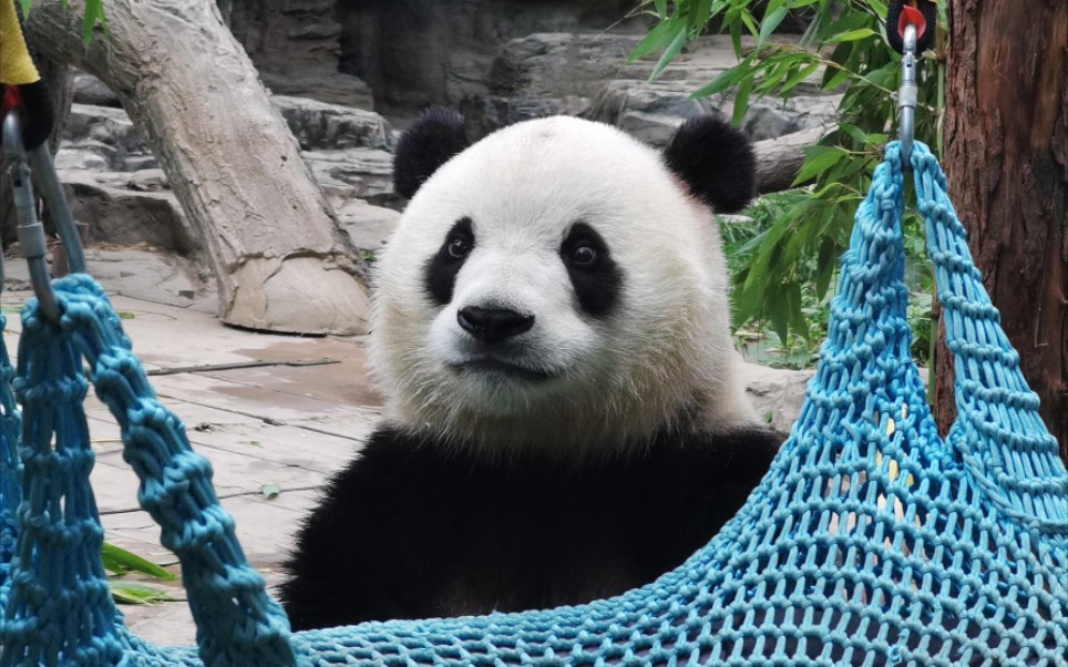 大熊猫福星胖大海的吃播