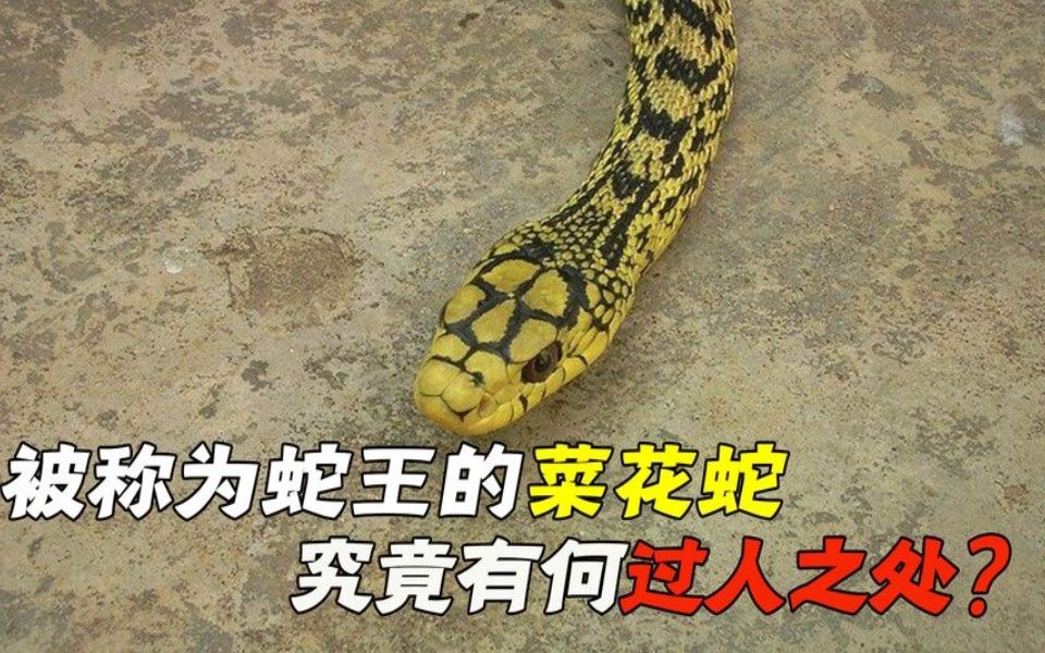 菜花蛇吃了有什么功效(菜花蛇的功效:祛风散瘀,润肺止咳,清热解毒)