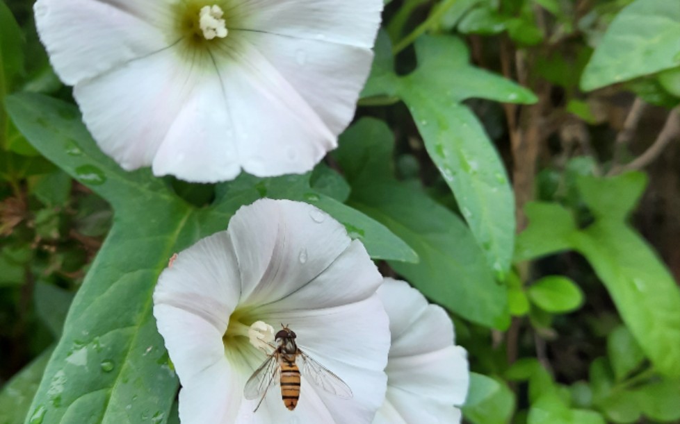 [图]勤劳的小蜜蜂 A Busy Bee