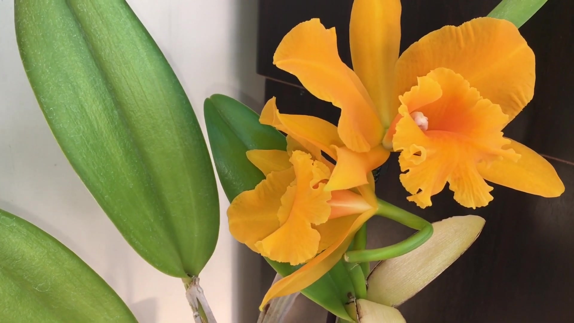 一株开出金黄色夺目耀眼的(卡特兰)永康2号