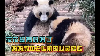 Скачать видео: 果然是母子连心，成功妈妈晚上去世，大熊猫花花白天早已有预感