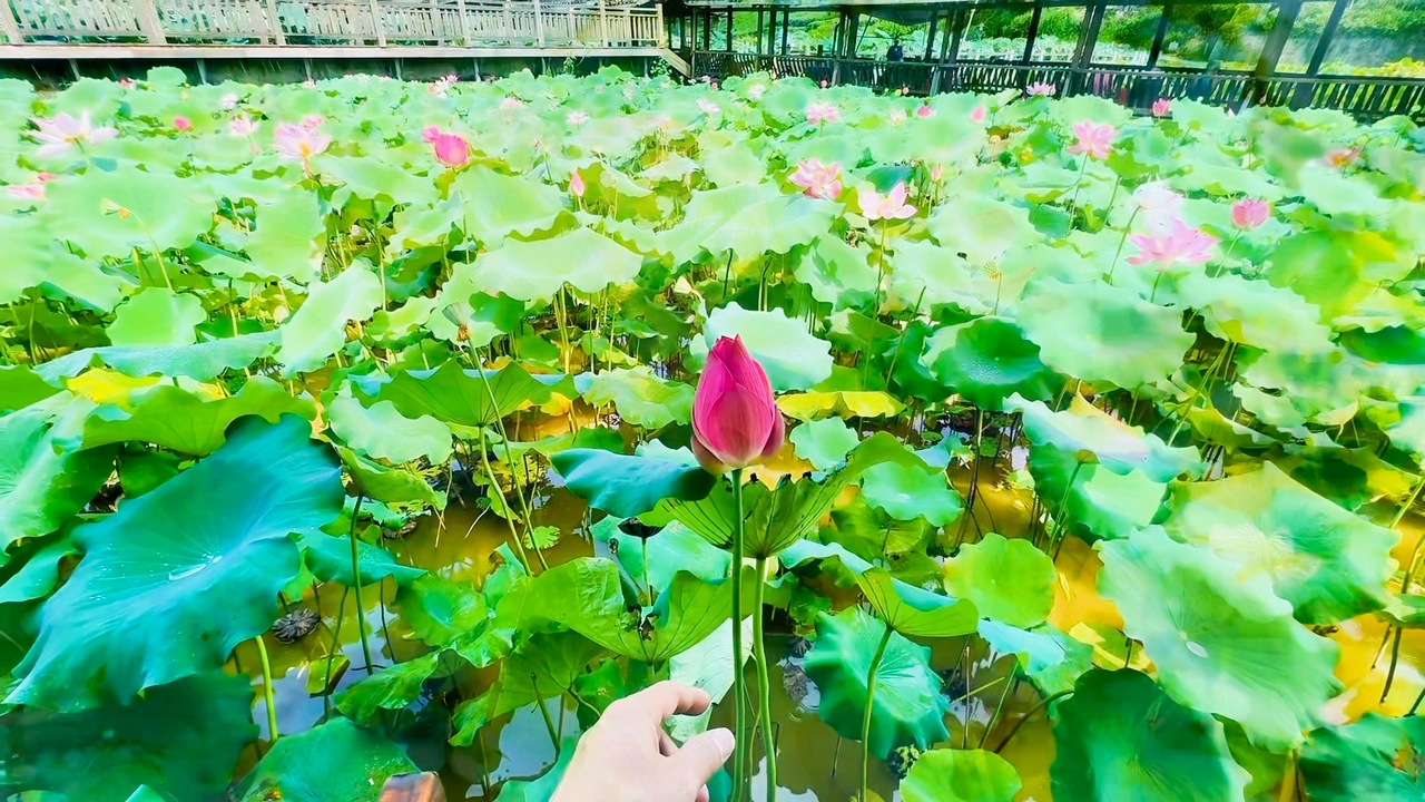 夏日炎炎,赏荷花却能带来一份清凉.荷塘里,翠绿的荷叶如同一把把小伞,为荷花遮阳蔽日.荷花则似少女般婀娜多姿,在微风中轻轻摇曳,散发出淡淡的...