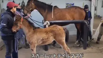 【大和赤骥x黄金船】赤红传说与黄金船配种后受胎怀孕