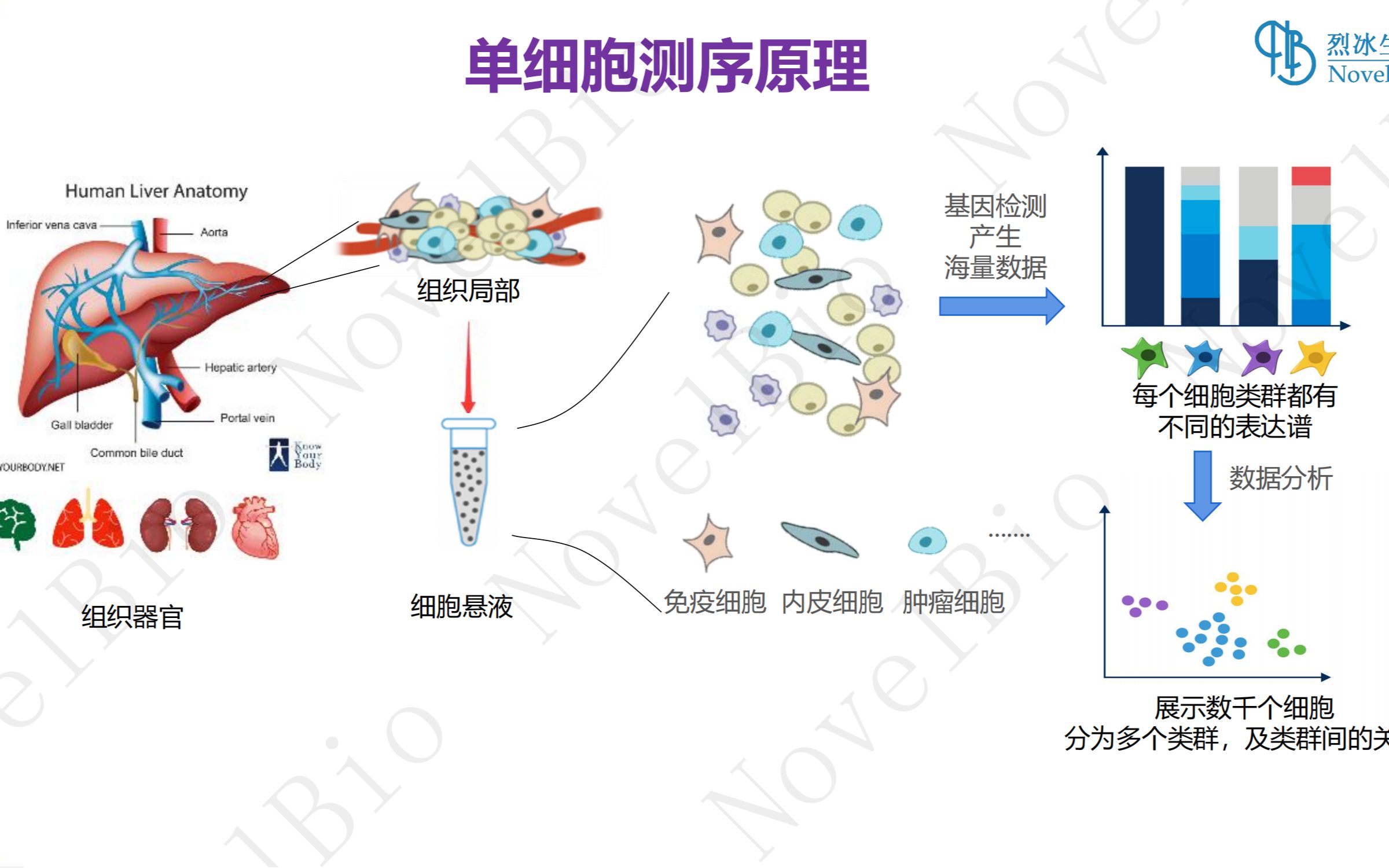 一、单细胞测序原理及分析思路单细胞测序原理哔哩哔哩bilibili