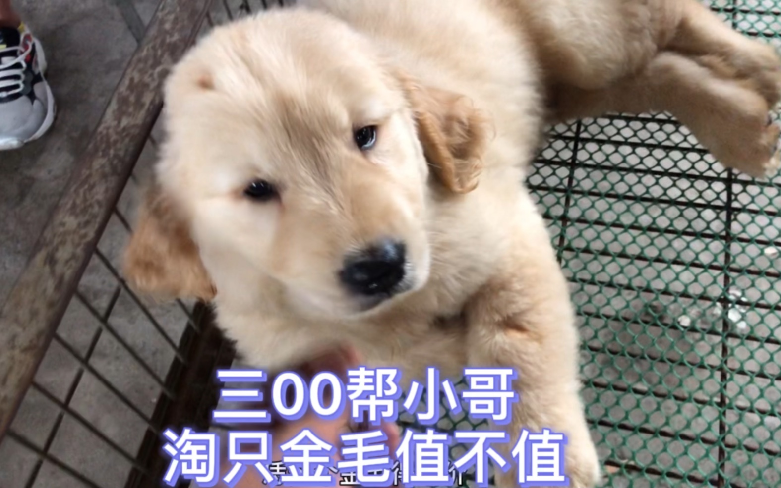 金毛幼犬三百淘一只值不值呢哔哩哔哩bilibili