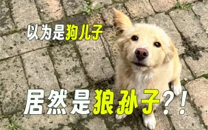 Video herunterladen: 给村里的小黄狗做基因检测，结果离了个大谱。