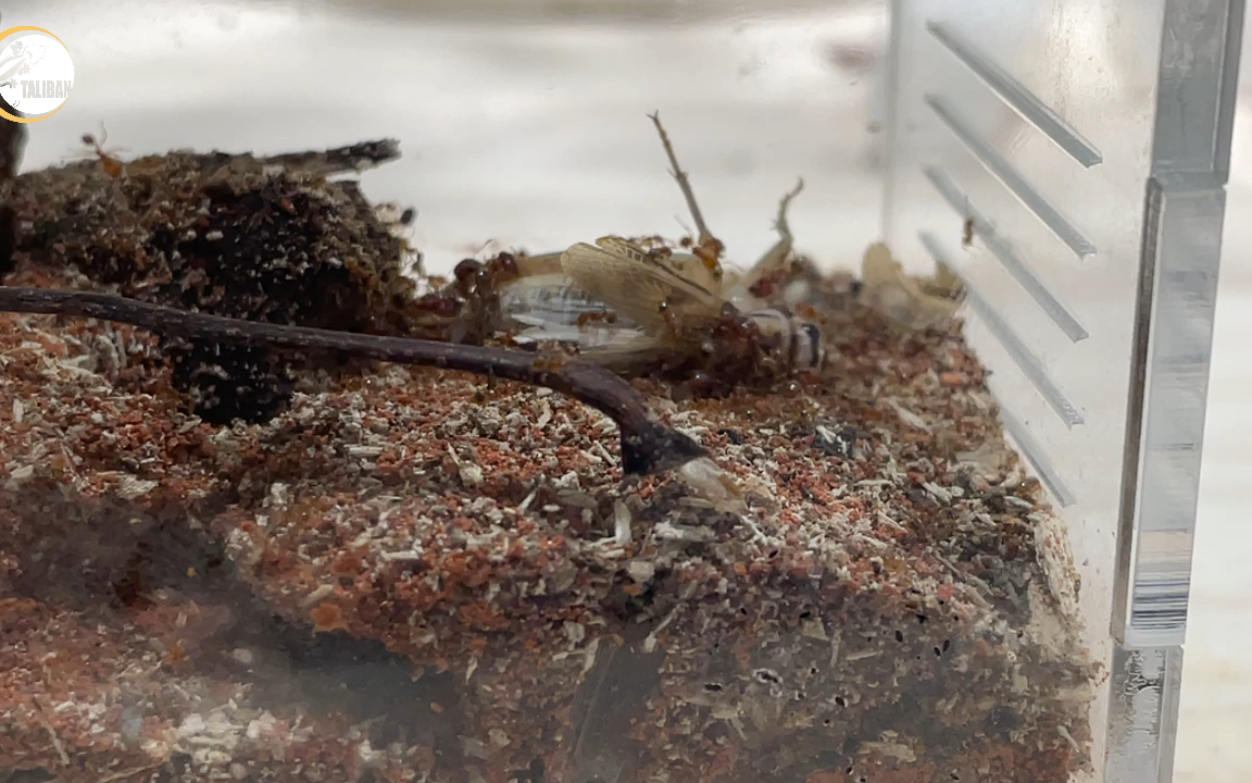 活动  【野采】回来的宽结大头蚁