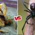 【震撼】黑寡妇蜘蛛与蝎子的生死之战