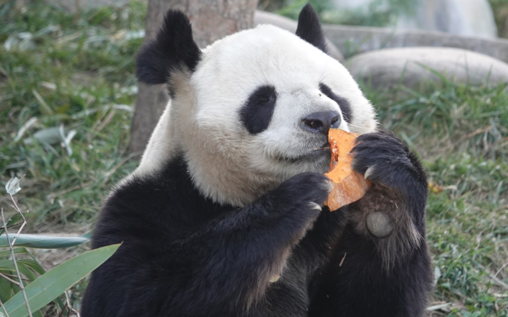 [大熊猫阿宝]阿宝哥啃南瓜,太陶醉太香啦