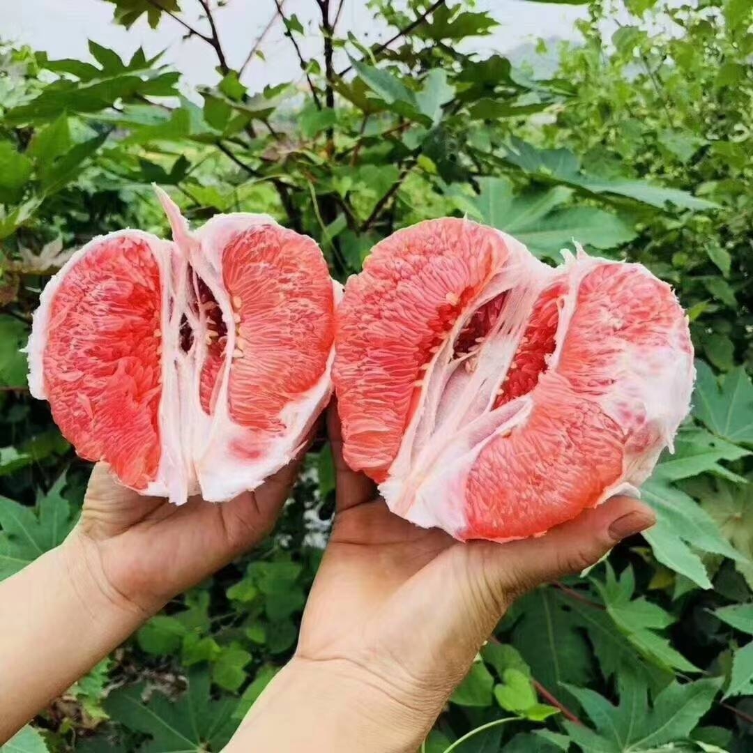今日福建平和琯溪蜜柚图,吃柚子正宗平和琯溪蜜柚!营养在线