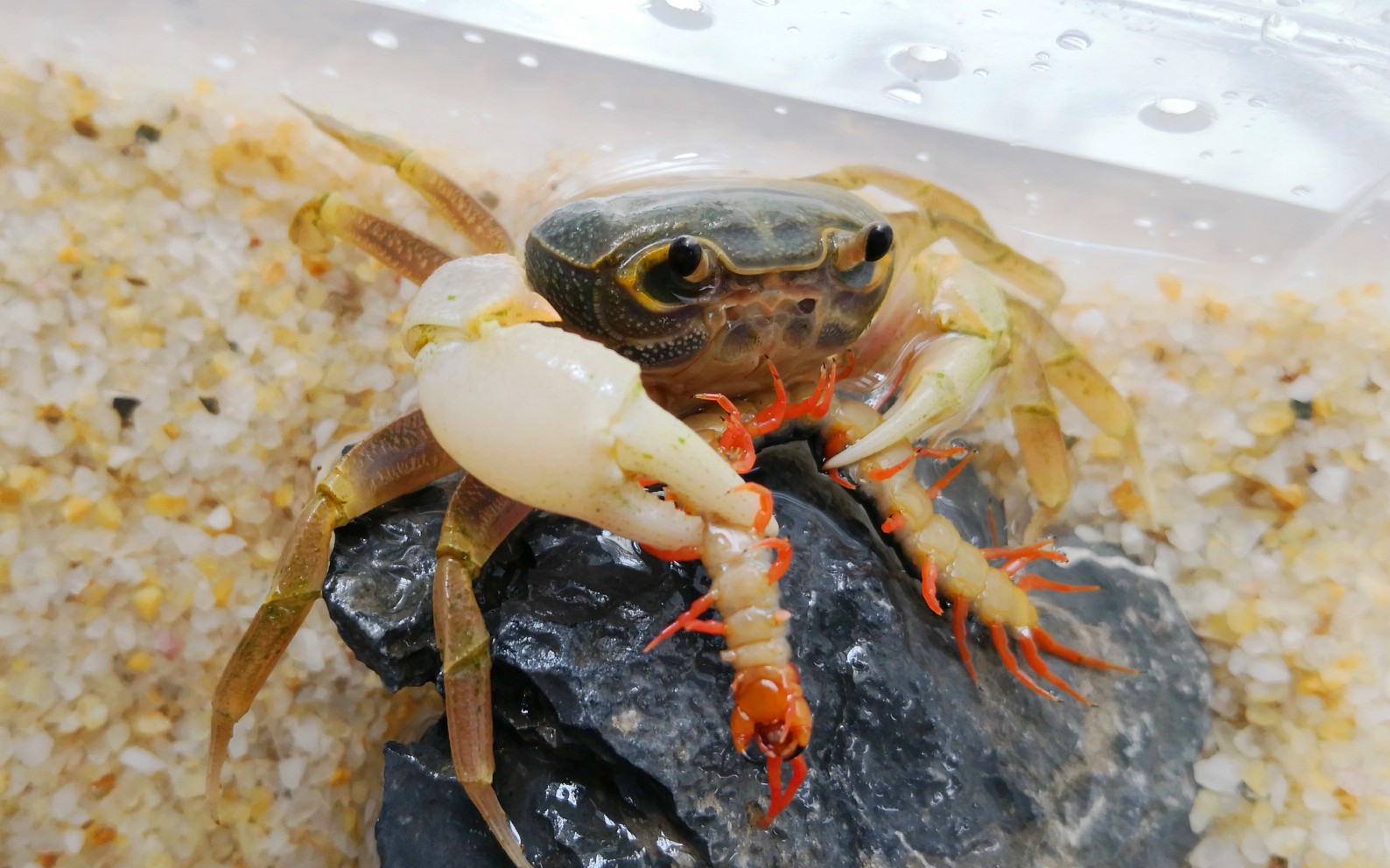 广东南海溪蟹捕食蜈蚣面包虫蟑螂_哔哩哔哩 (゜-゜)つロ 干杯~-bili