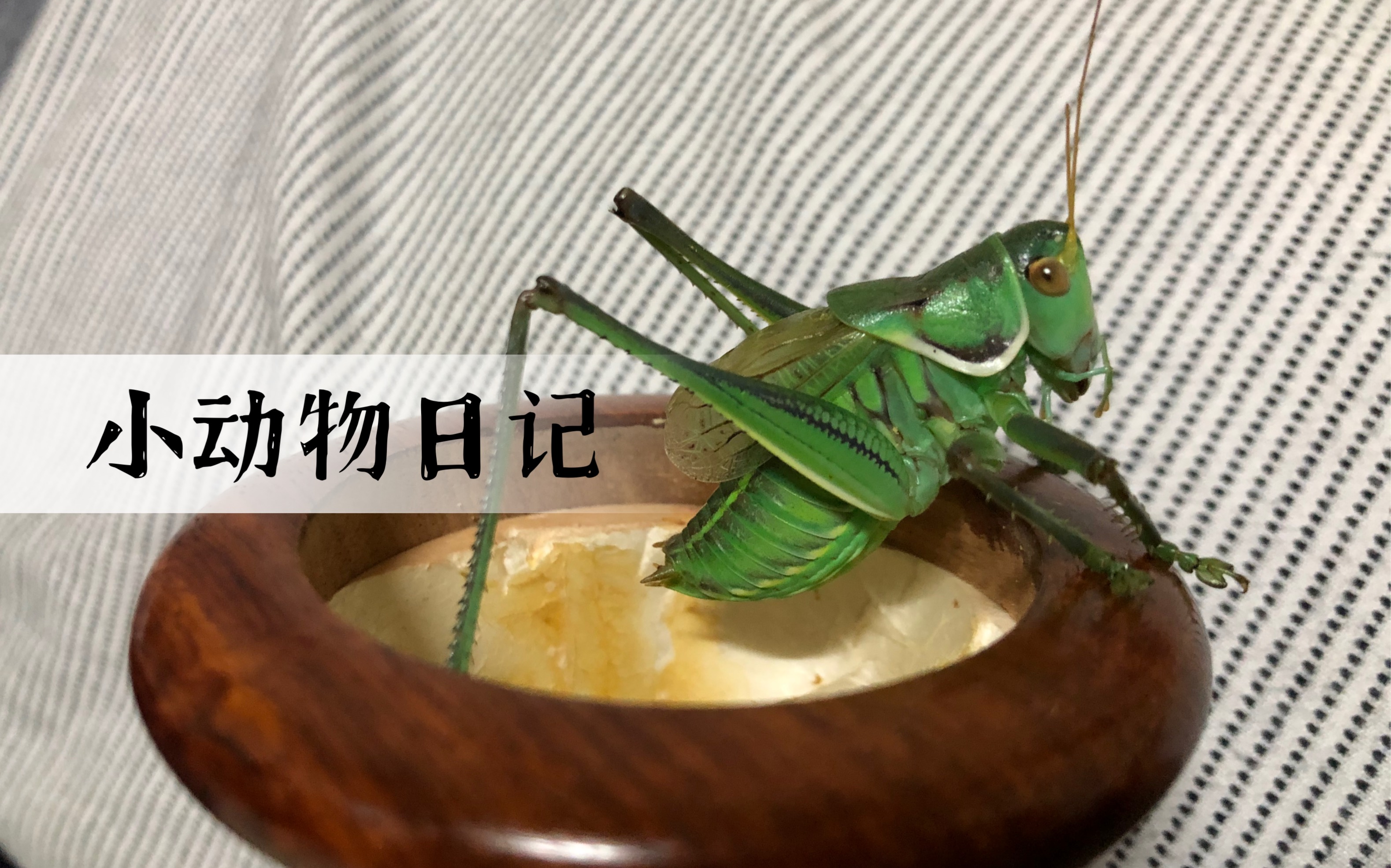 活动作品小动物日记15一只小绿蝈蝈