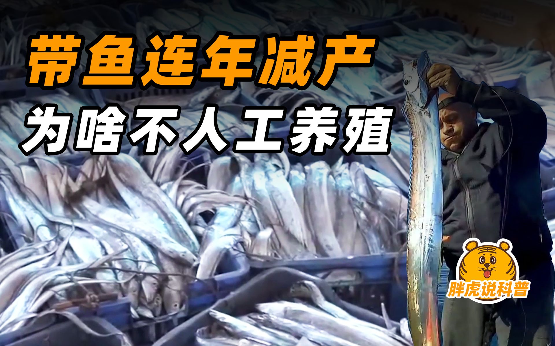 全国每年吃掉100万吨带鱼!带鱼会被吃灭绝吗?为啥不养殖?哔哩哔哩bilibili