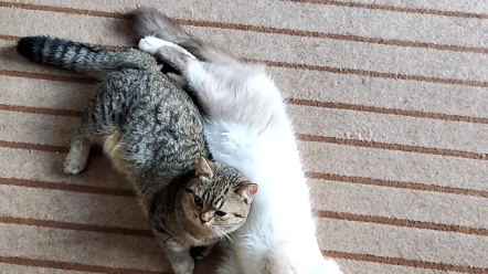 [图][养猫记录]