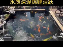 Video herunterladen: 今天我们来看一位发烧友朋友的锦鲤鱼池，水深2.5米，总水量40吨，养了40位平均50部左右的锦鲤，有15尾单色鱼，还有一尾一米五长的青鱼