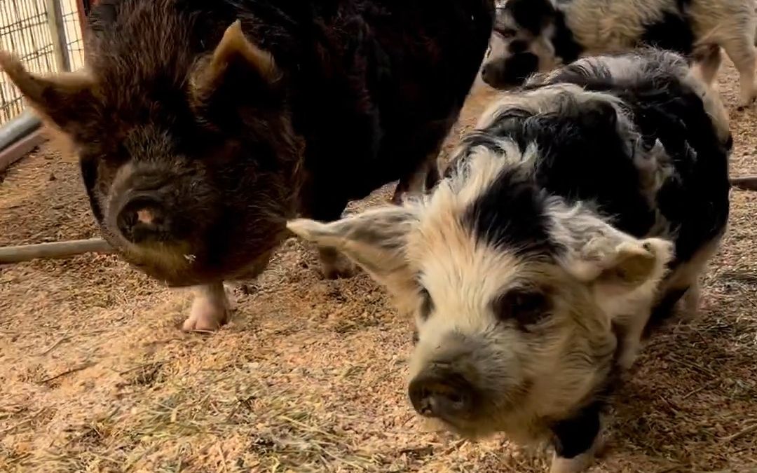 嘤嘤叫的昆昆猪们