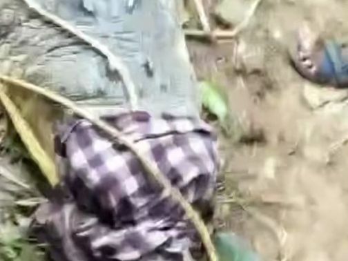 什么水平!印度达亚河捕获巨型食鱼鳄