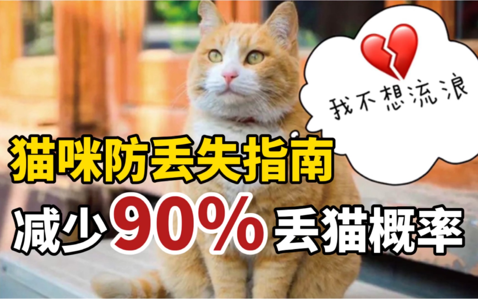 猫咪防走丢的4个要点!你都做到了吗?哔哩哔哩bilibili