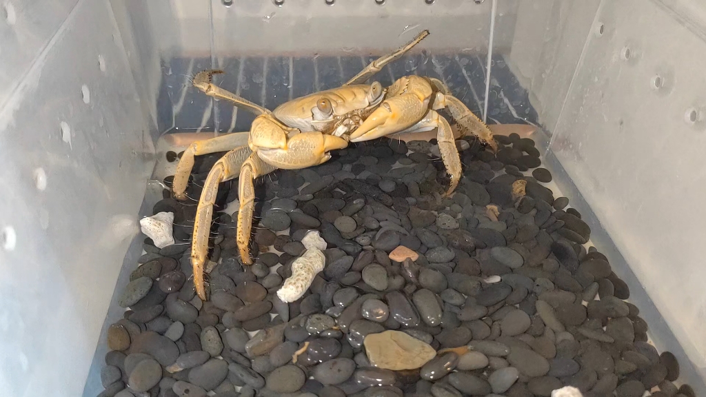 毛足陆方蟹互动