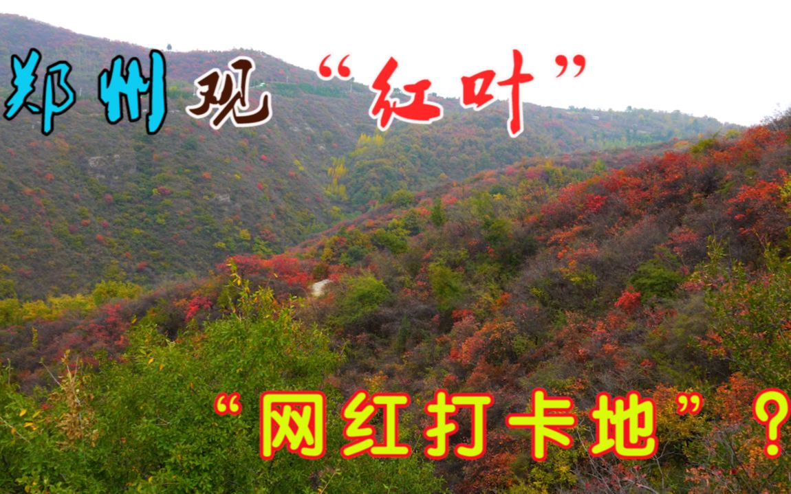 豫见2:郑州周边长寿山,新晋的观“红叶圣地”,真的那么美?哔哩哔哩bilibili