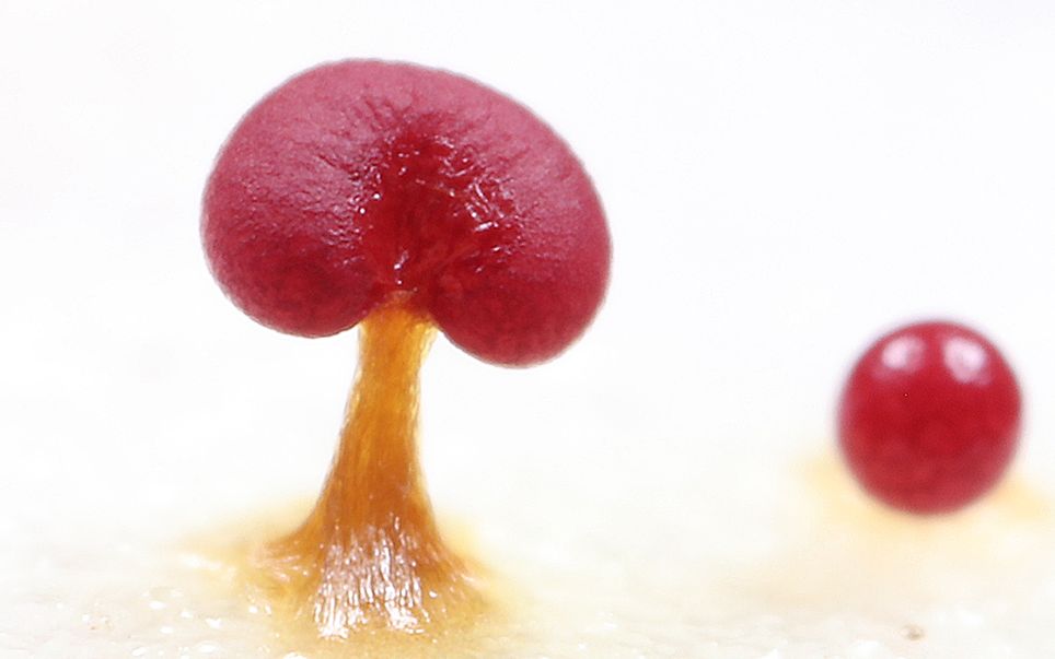 【玫瑰绒泡菌】奇妙菌物世界