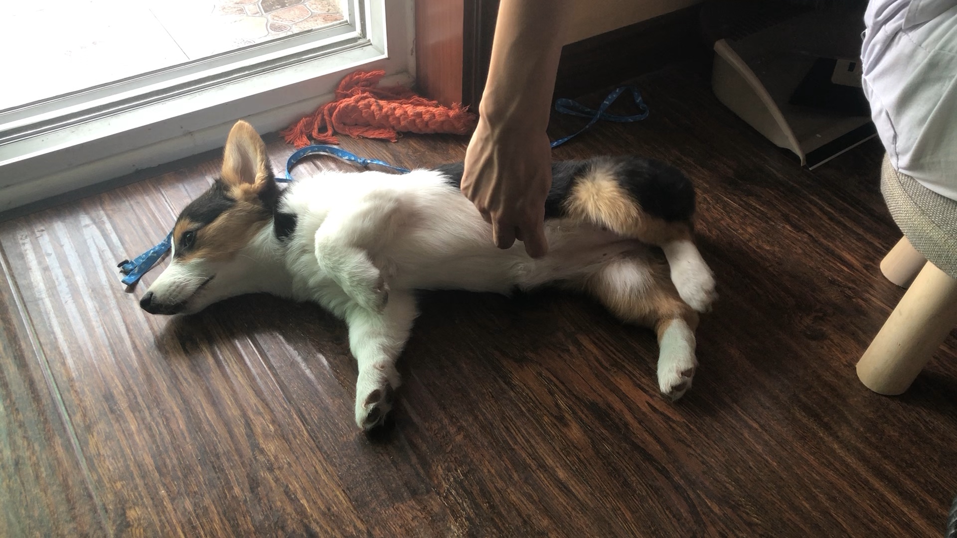 被挠痒痒的小柯基