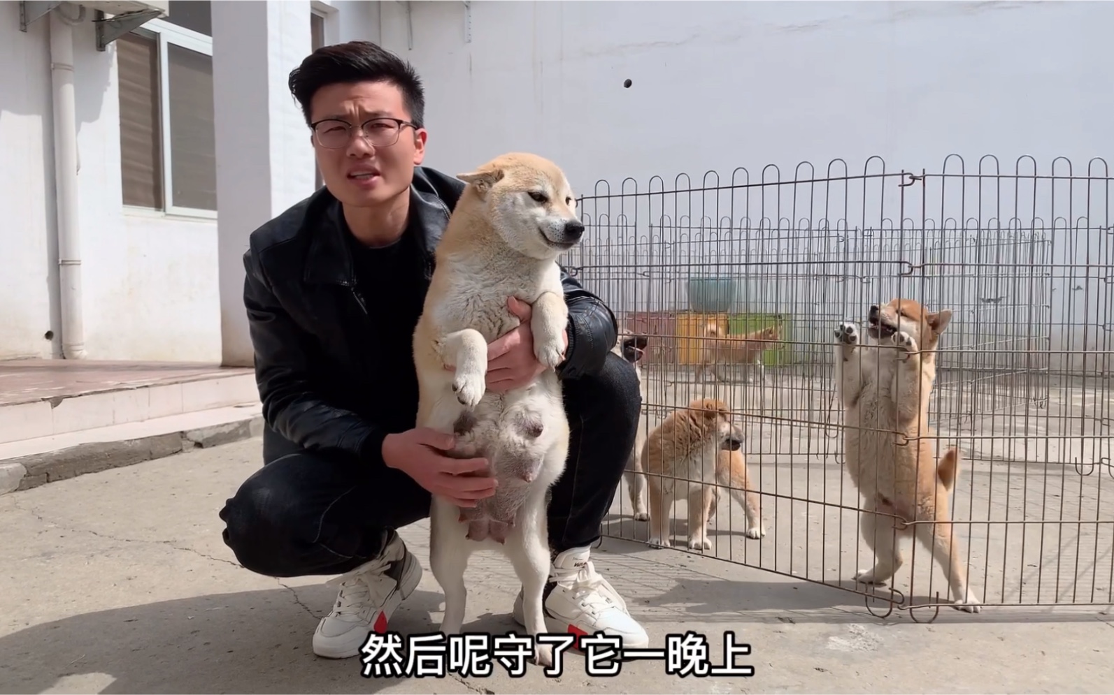 怀孕62天的柴犬主人熬了一夜迟迟没有出生看完算是明白了