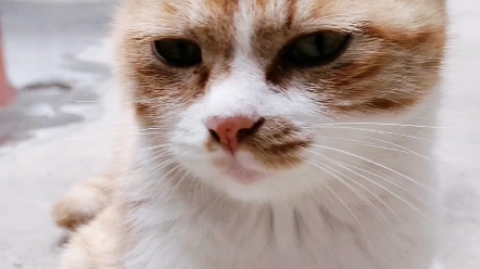 哈吉米一脸不屑的表情