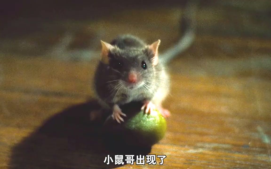 典老电影"猫和老鼠"真人版,老鼠智商高达250