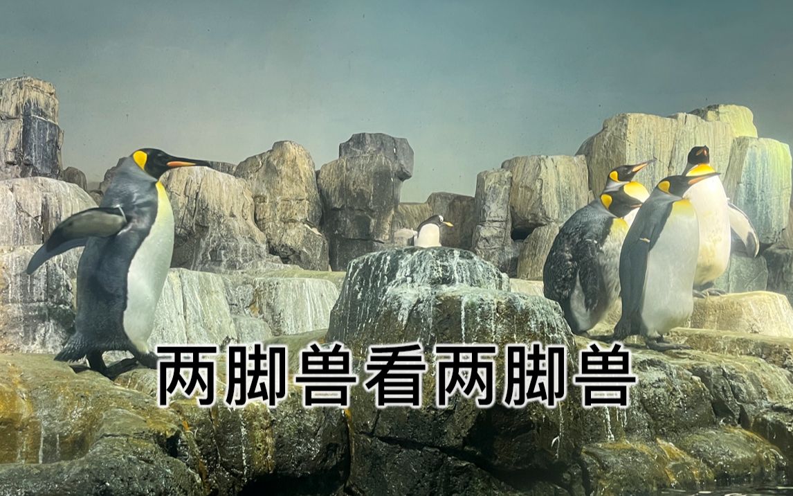 看8分钟直立行走两脚兽