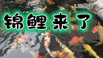 热爱传统文化的香港夫妻 扎根中山 造中式锦鲤庭院 把小而美小而精演绎得淋漓尽致 哔哩哔哩 Bilibili