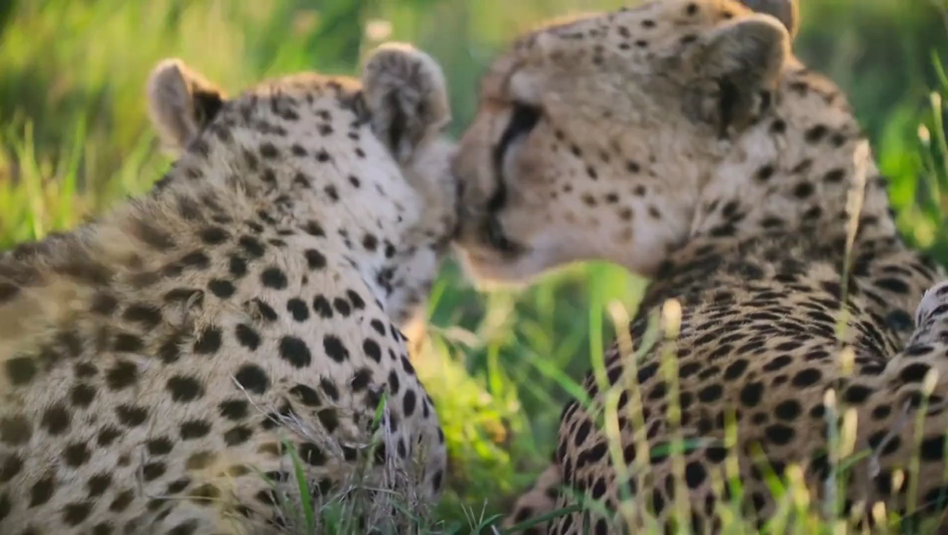 猎豹兄弟卢卡与科武的故事,智慧的生存合作 #猎豹 #动物世界 #看动物